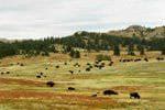Custer State Park