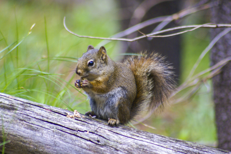 Un écureuil