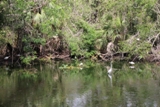 algajola algajola
