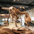 Field Museum