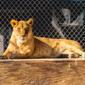 Lion Habitat Ranch