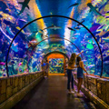 Shark Reef Aquarium