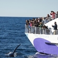 Observation des baleines