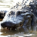 Gatorland