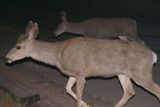 Biches (Grand Canyon NP)
