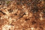Lézard (Zion NP)