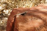 Lézard ou caméléon ? (Zion NP)