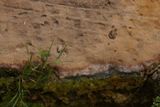 Grenouilles (Zion NP)