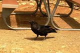 Corbeau (Bryce Canyon NP)