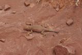 Lézard ? (Bryce Canyon NP)