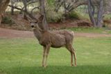 Biche (Capitol Reef NP)