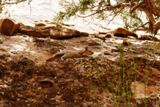 Ecureuil (Arches NP)
