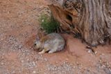 Photos/Images de La vie animale