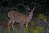 Biche (Arches NP)