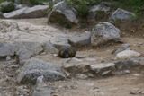 Marmotte (Grand Teton NP)