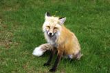 Photos/Images de La vie animale