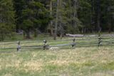 Loup (Yellowstone NP)