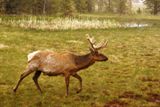 Photos/Images de La vie animale