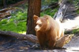 Photos/Images de La vie animale