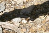Serpent (Yosemite NP)