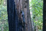 Ecureuil (Yosemite NP)