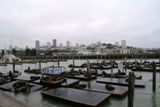 Otaries (San Francisco)