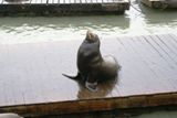 Photos/Images de La vie animale