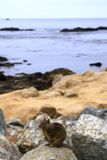 Ecureuil (Monterey 17 miles Drive)