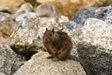 Photos/Images de La vie animale