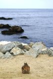 Ecureuil (Monterey 17 miles Drive)