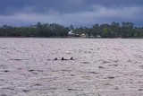 Croisière sur Wolf Bay