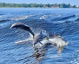 Croisi&egrave;re sur Wolf Bay
