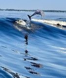 Croisi&egrave;re sur Wolf Bay