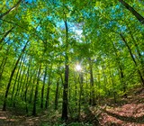 Laurel Falls & Lost Falls Loop