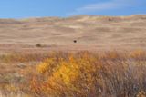 Sandhills