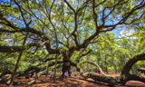 Angel Oak