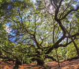 Angel Oak