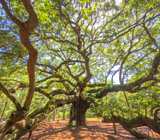Angel Oak