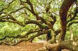 Angel Oak