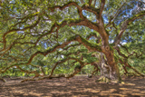 Angel Oak
