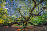 Photos/Images de Angel Oak