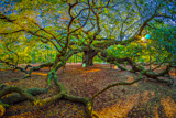 Photos/Images de Angel Oak