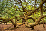 Angel Oak