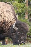 Bison