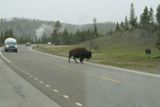 Bison