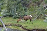 Biche et son petit