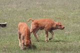 Bisonneaux