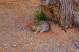 Un lapin