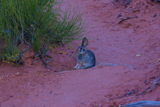Un lapin