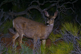 Une biche